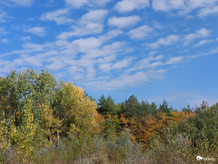 Őszi erdő bárányokkal