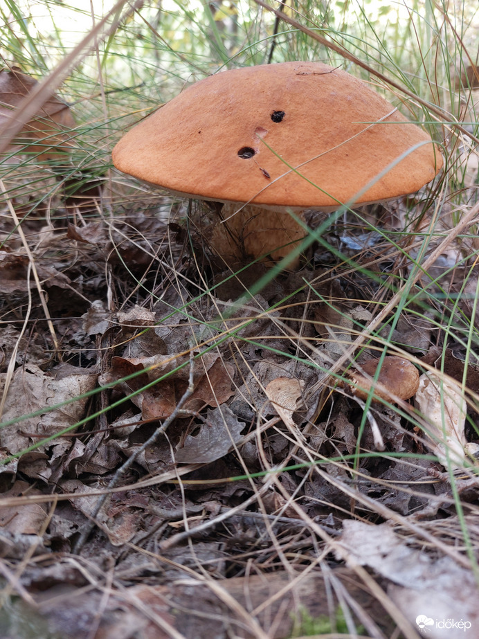 Nagy kalapu tinóru vagyok