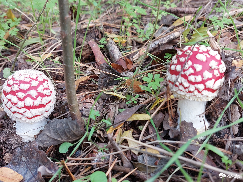 Szép vagyok, de veszélyes