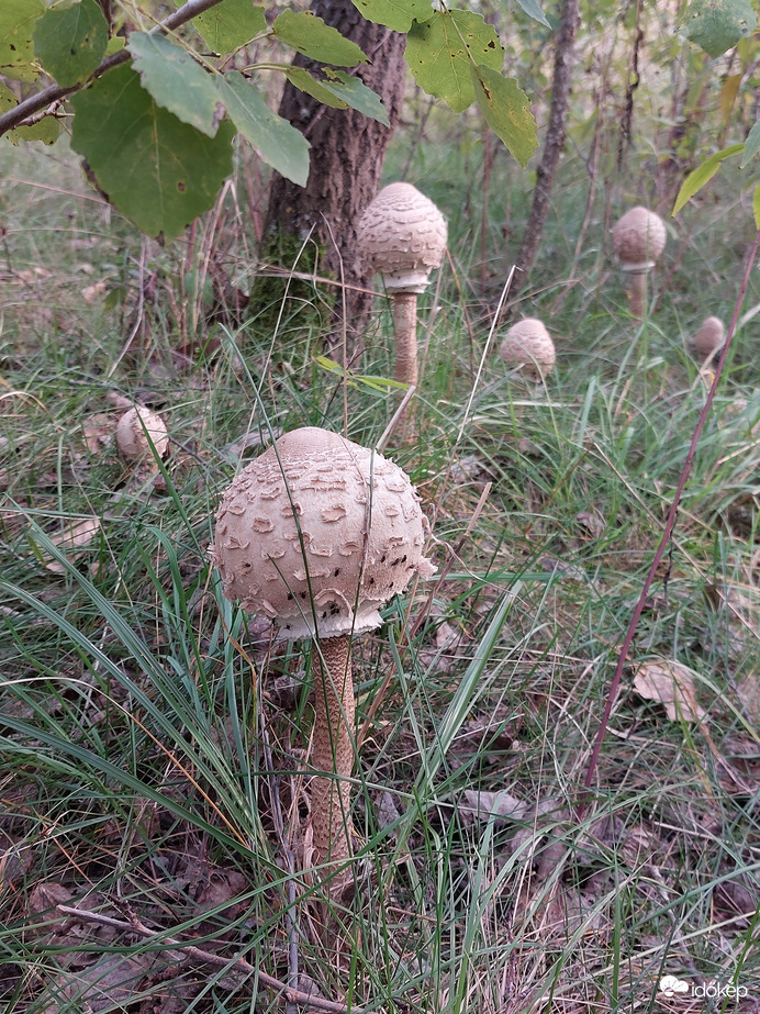 Őzlábak sorakozó egy, kettő há......
