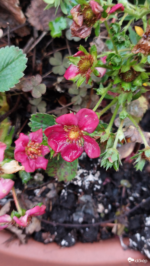 Novemberi eper virágzás