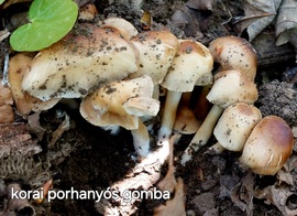 lelube fotója