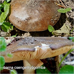 lelube fotója