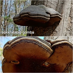 lelube fotója
