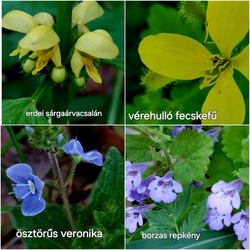 lelube fotója