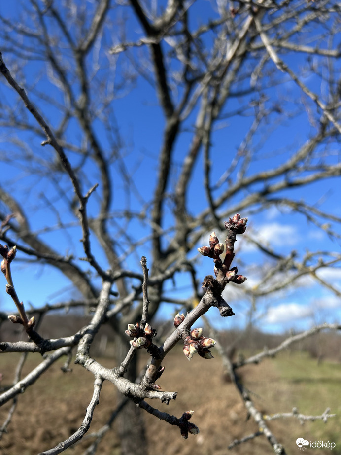 Alsóörsön rügyeznek a mandulafák