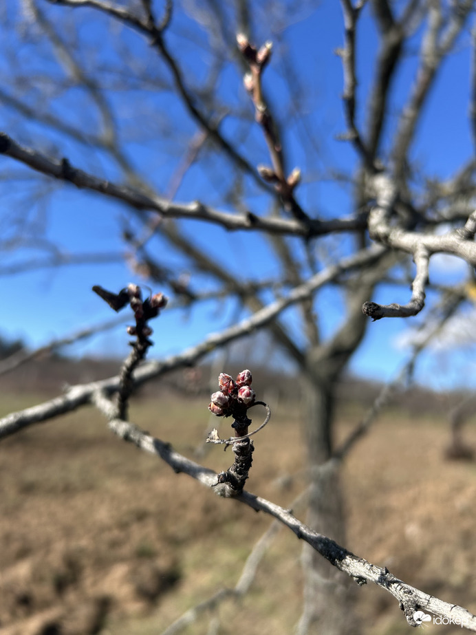 Alsóörsön rügyeznek a mandulafák