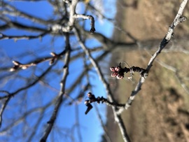 Alsóörsön rügyeznek a mandulafák