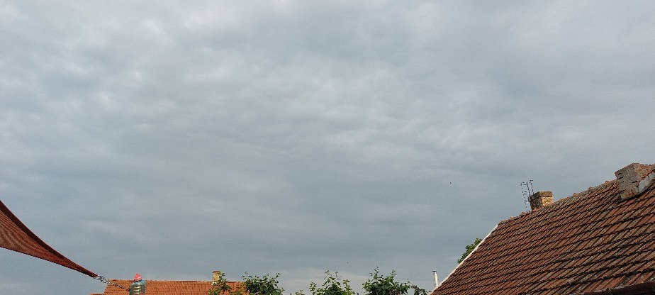 Polgár
