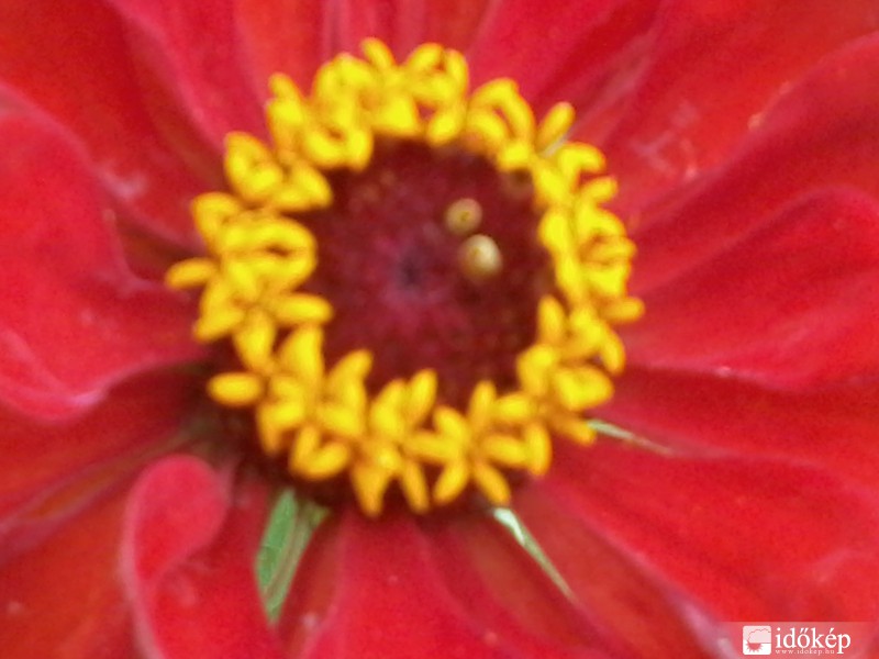 piros virág közelről fotózva