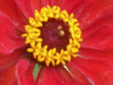 piros virág közelről fotózva