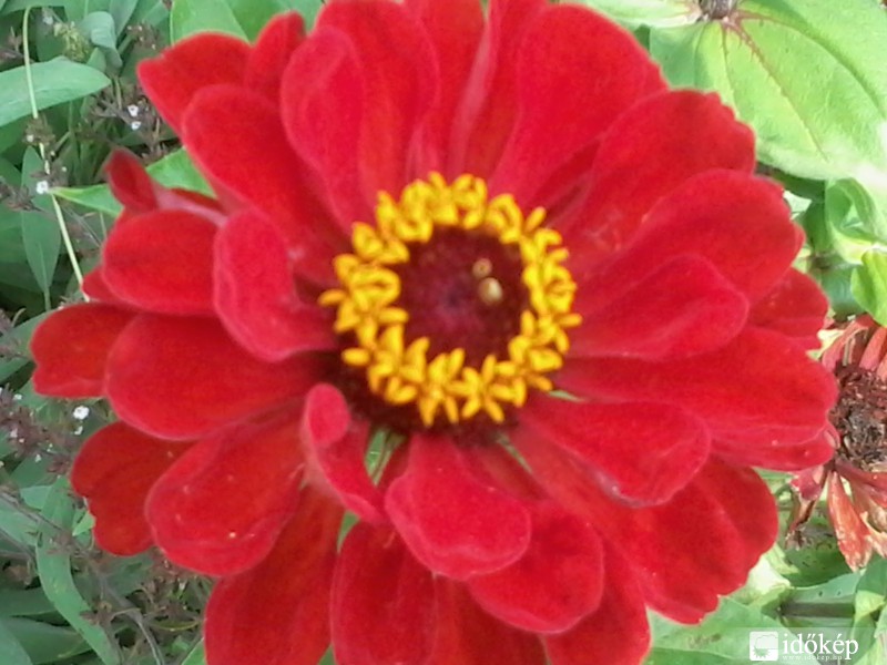 piros virág 2