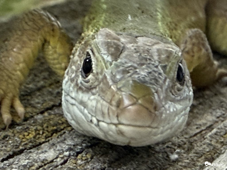 Gödöllő