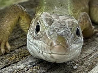 Gödöllő