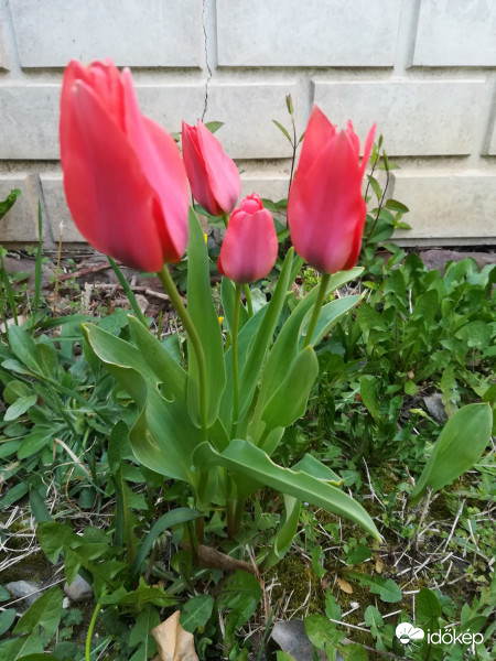 A tulipánok