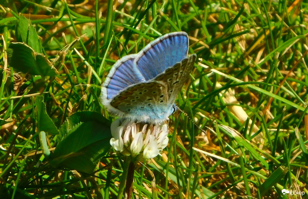 Természet