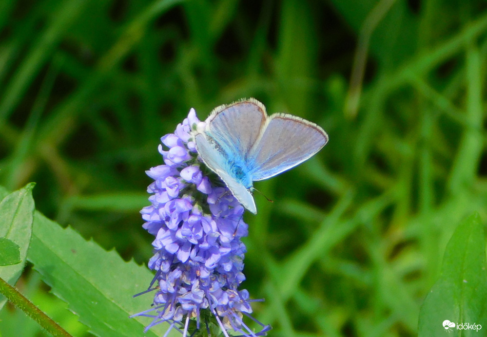 Tájkép