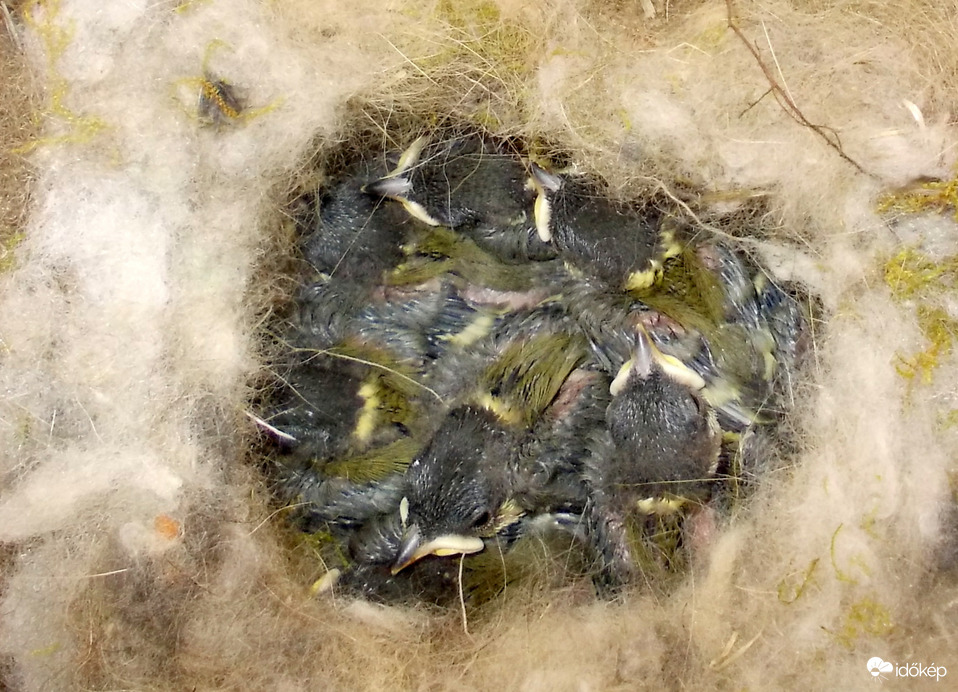 növekvő picinykék :)