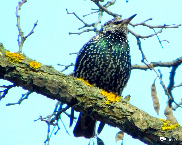 megjöttek a seregélyek :)