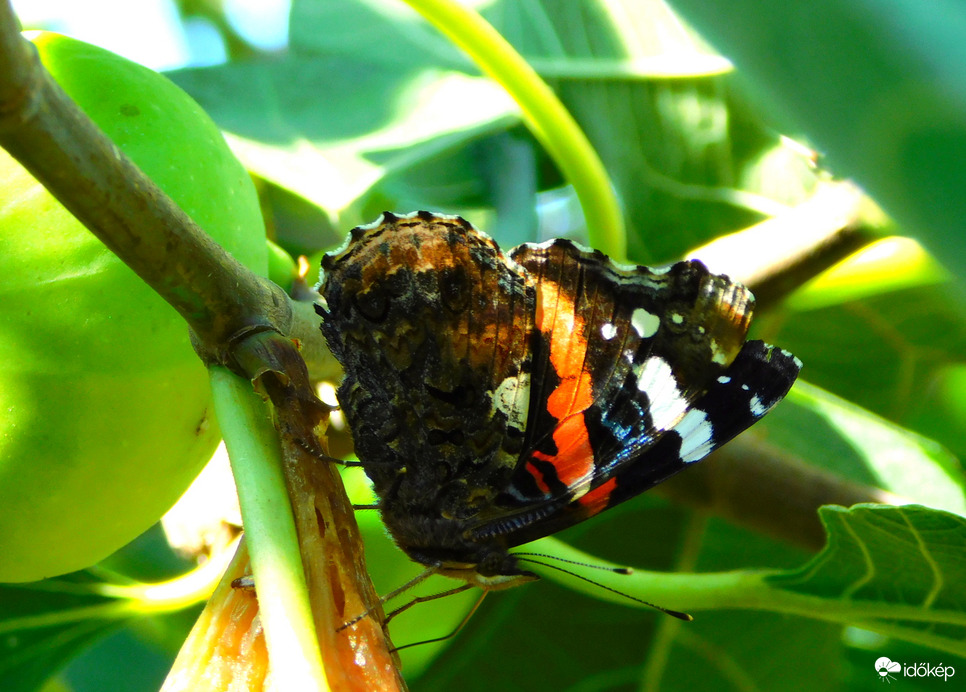 fügéző atalanta lepke