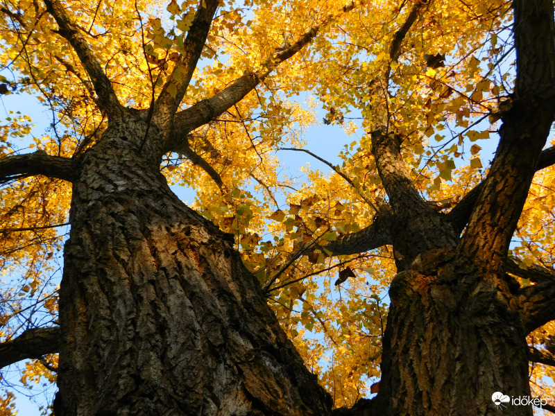 kéttörzsű óriás