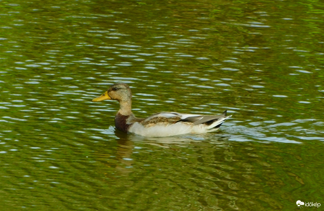 egy szem úszkáló már akadt is a holtágban :)
