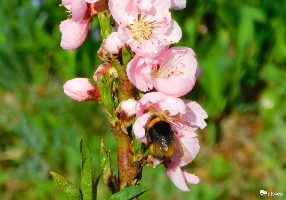 dundika is dolgozik :))