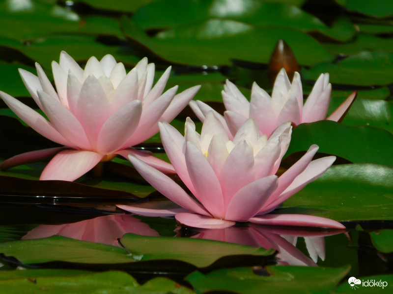 ma ők voltak a sztárok :)