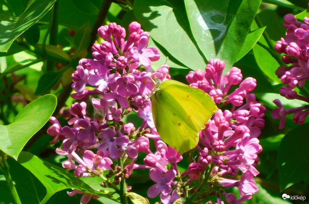 citromlepke az orgonán