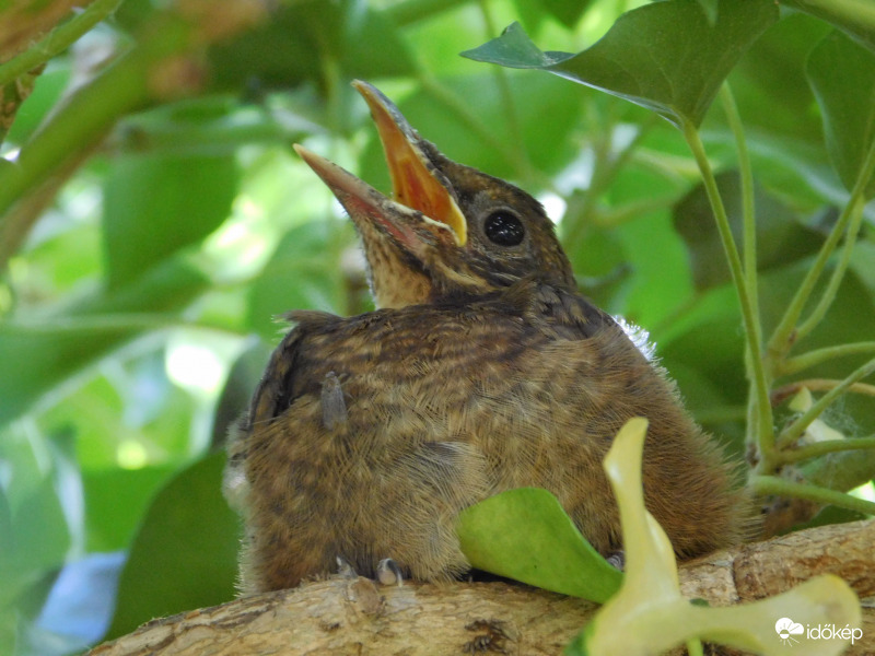 kisrigónak melege van