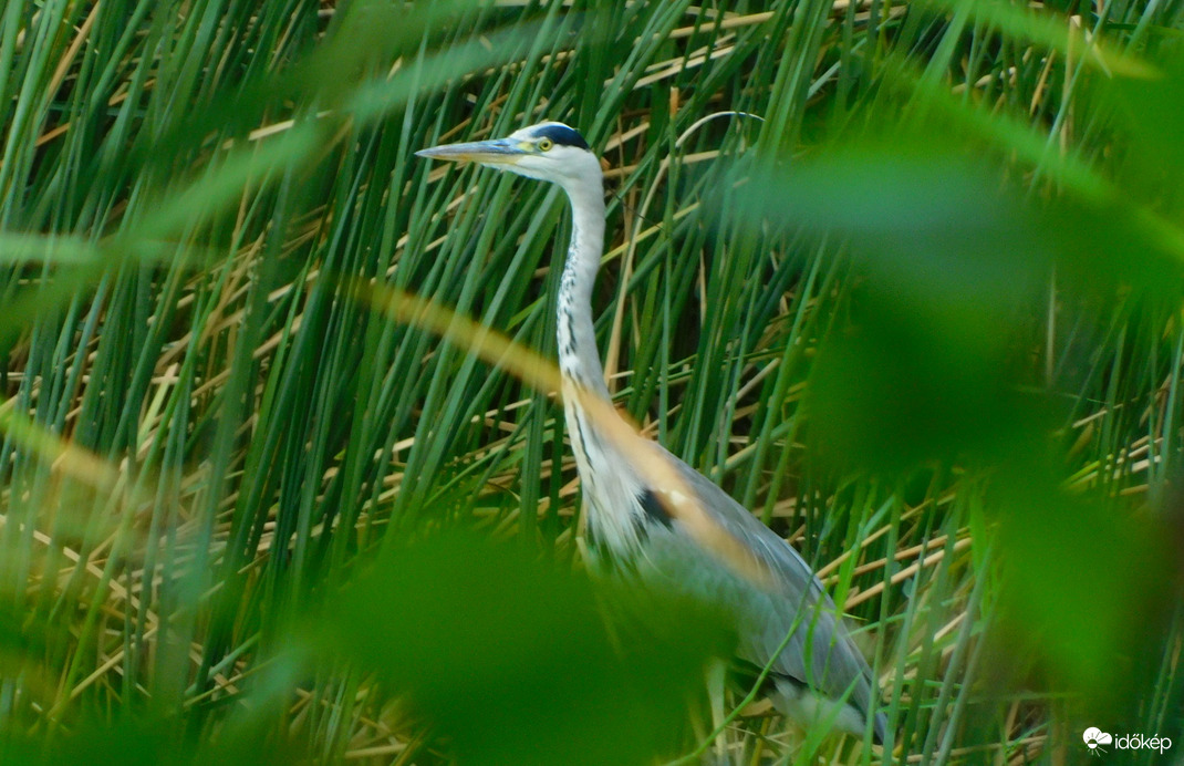 nehéz volt levenni, jól el is bújt, meg a szél is fújta elé a nádat