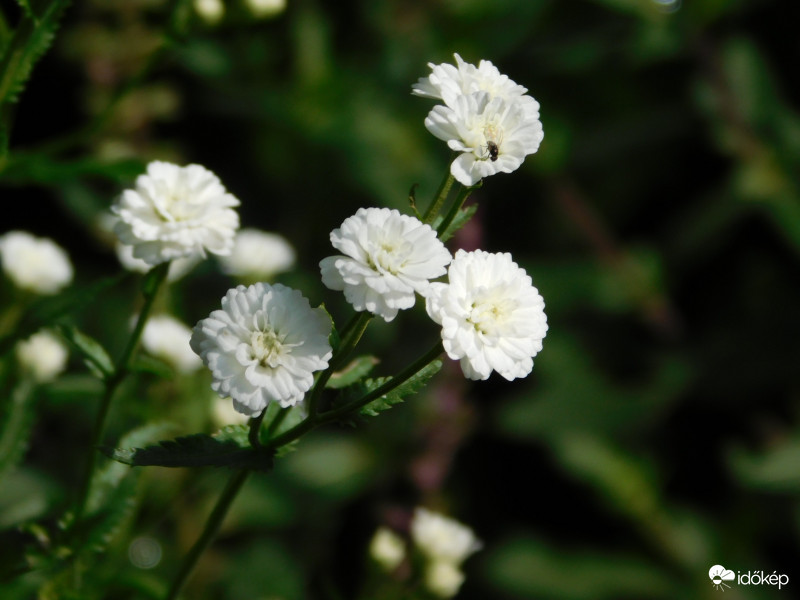   Kenyérbél-cickafark (Achillea ptarmica) VÉDETT!                