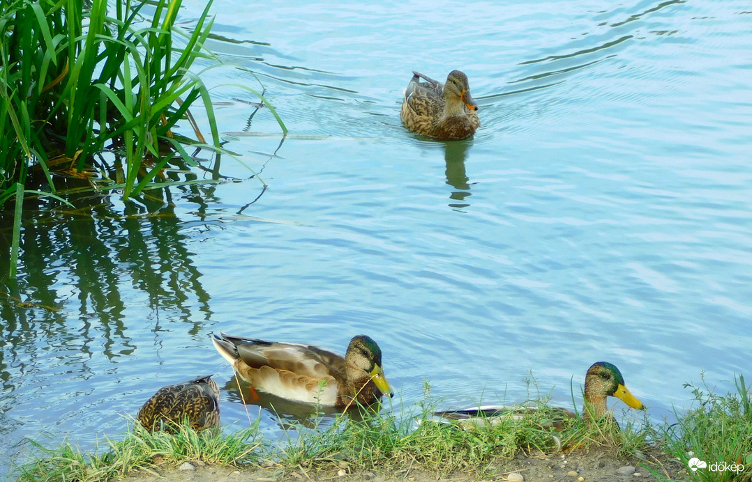 az  érkező negyedik :) mégsem három