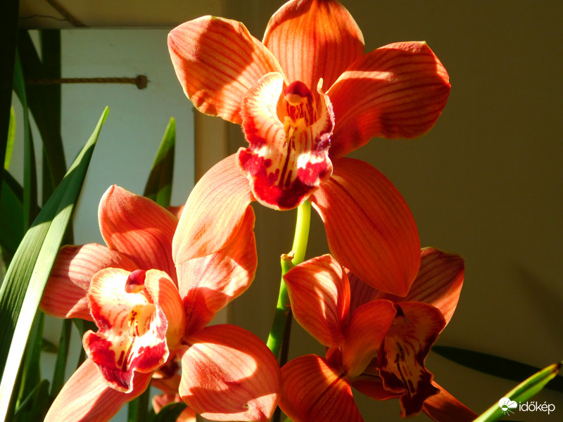Cymbidium orchidea