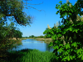 lica fotója