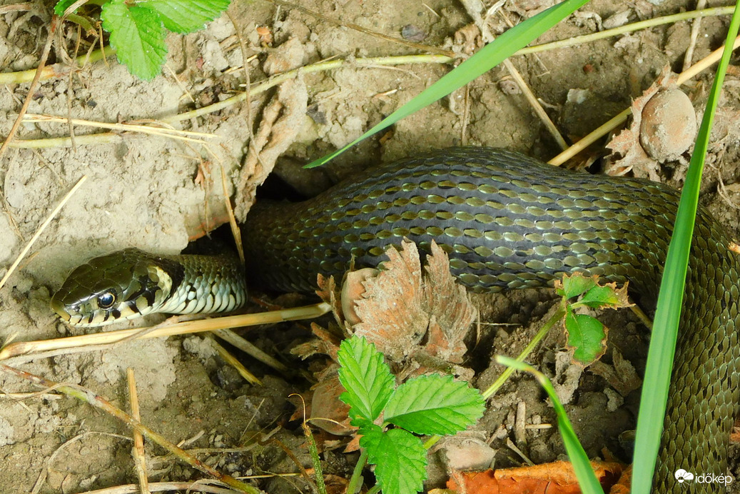 evés után