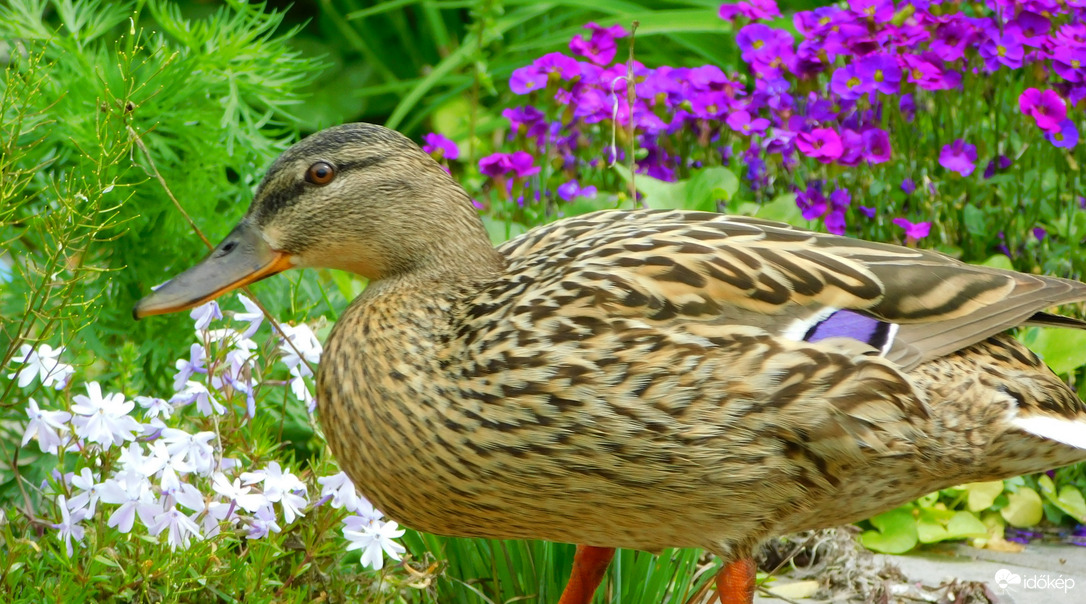 virágos kacsa :)