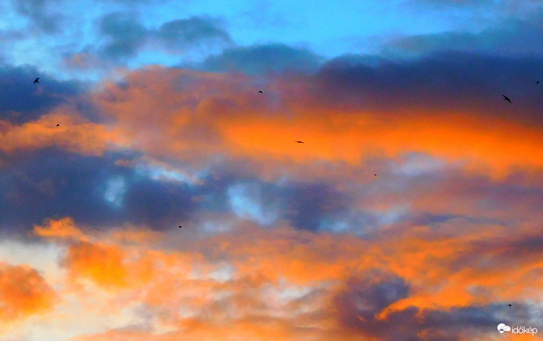 vadászó fecskékkel