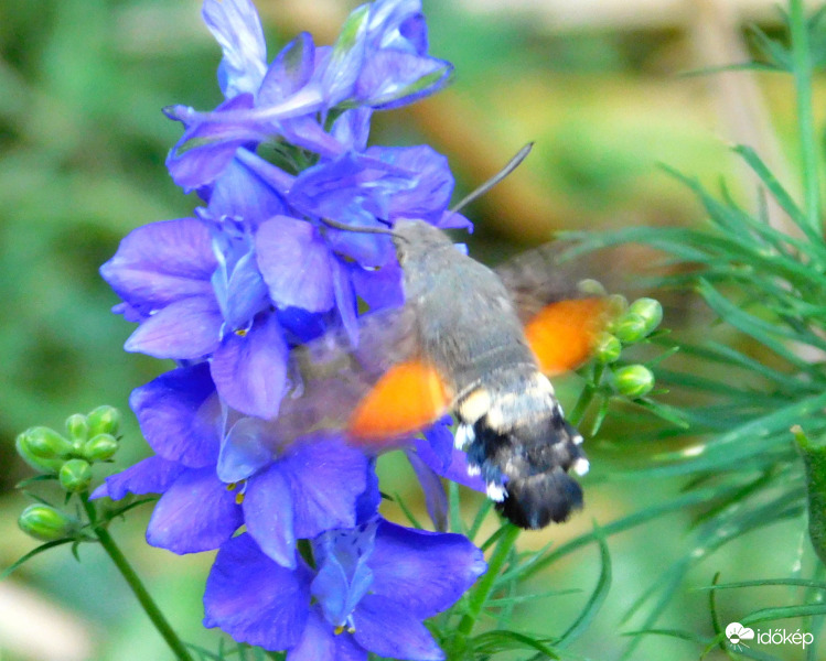 már szendert is lehet néha látni :)