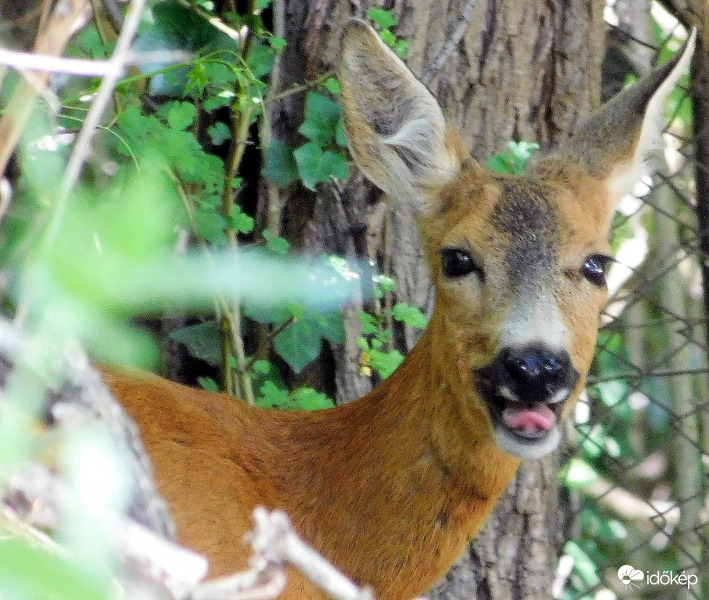 nagyon melege volt szegénynek