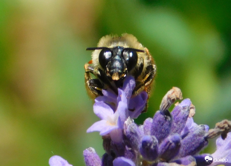 pihenő méh a levendulán