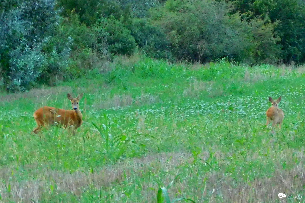 esti mami, meg egy bambi