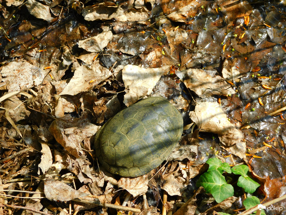 levittem a mocsárhoz, ahova igyekezett