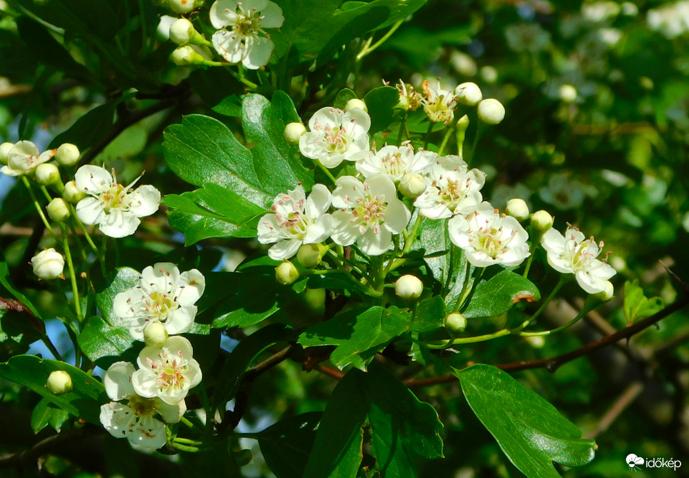 virágzik a galagonya