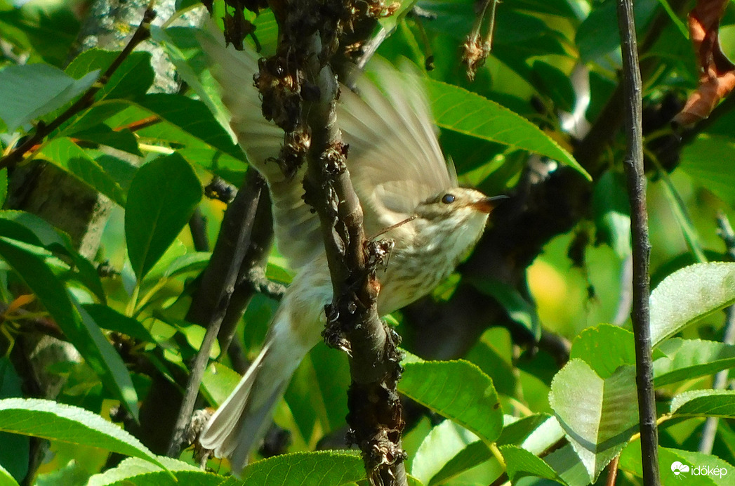 mentem legyet kapni :)