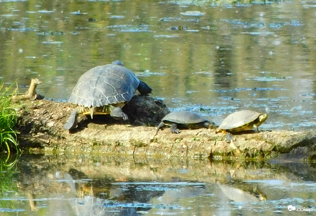 óriás és a törpék