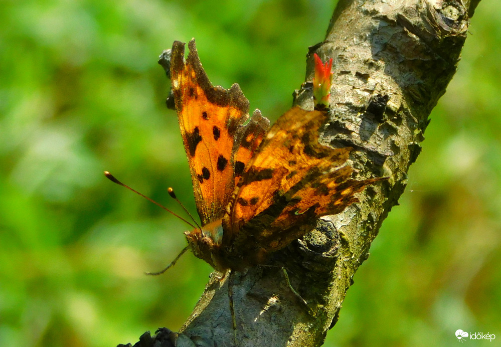 majdnem rám szállt :)