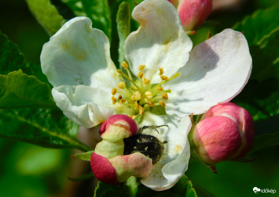 már az almavirágban a bundásbogár