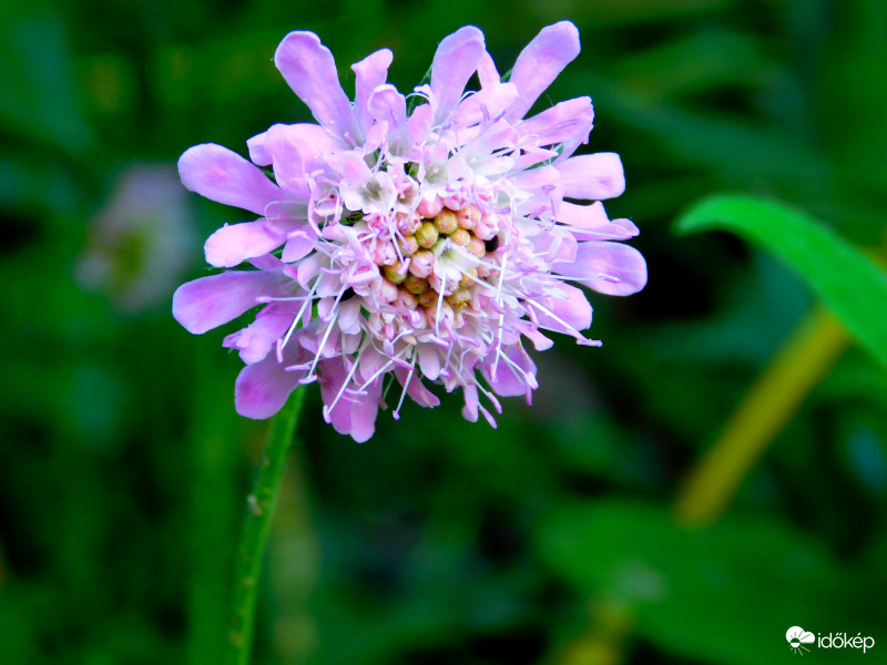 ördögszem (Scabiosa)