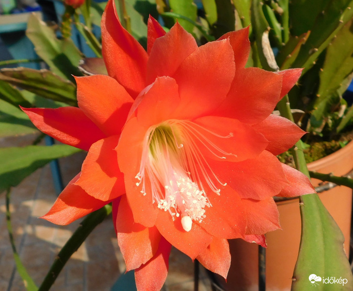 levélkaktusz virága